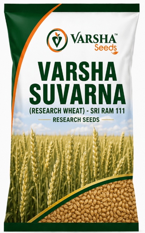 Varsha Suvarna (Research Wheat) - Sri Ram 111